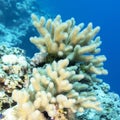 Coral reef with great yellow mushroom leather coral, underwater Royalty Free Stock Photo
