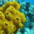 Coral reef with great yellow sea sponge at the bottom of tropical sea
