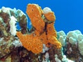 Coral reef with great yellow sea sponge at the bottom of tropical sea Royalty Free Stock Photo