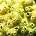 Coral reef with great yellow sea sponge in tropical sea