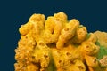 Coral reef with great yellow sea sponge - underwater