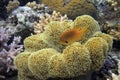 Coral reef with great yellow soft coral at the bottom of red sea Royalty Free Stock Photo