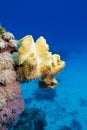 Coral reef with great yellow soft coral at the bottom of tropical sea Royalty Free Stock Photo