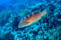 Coral Reef Grouper, Red Sea, Egypt Royalty Free Stock Photo