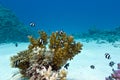 Coral reef with hard coral and exotic fishes white-tailed damselfish at the bottom of tropical sea Royalty Free Stock Photo