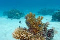 Coral reef with hard coral and exotic fishes white-tailed damselfish at the bottom of tropical sea on blue water background Royalty Free Stock Photo