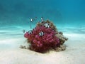 Coral reef with hard coral and exotic fishes white-tailed damselfish in tropical sea