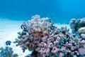 Coral reef with hard coral and exotic fishes white-tailed damselfish in tropical sea Royalty Free Stock Photo