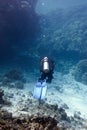 Coral reef with hard corals and diver at the bottom of tropical sea