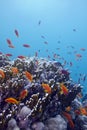 Coral reef with hard corals and exotic fishes anthias at the bottom of tropical sea on blue water background Royalty Free Stock Photo