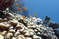 Coral reef with hard corals and exotic fishes anthias at the bottom of tropical sea Royalty Free Stock Photo