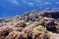 Coral reef with hard corals and exotic fishes anthias and triggerfish at the bottom of tropical sea