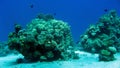Coral reef with hard corals at the Red Sea Royalty Free Stock Photo