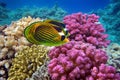 Coral reef with hard corals. Red Sea Royalty Free Stock Photo
