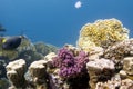 Coral reef with hard and fire corals on the bottom of red sea