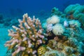 Coral reef with hard and soft corals at the bottom of tropical sea