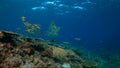 Coral reef with healthy hard corals Royalty Free Stock Photo