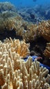 Coral reef in indonesia, bali, damsel fish and soft corals Royalty Free Stock Photo