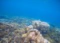 Coral reef landscape. Coral fish in corals. Tropical seashore underwater photo. Royalty Free Stock Photo