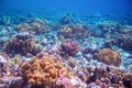 Coral reef landscape on sea bottom. Warm blue sea view with clean water and sunlight Royalty Free Stock Photo