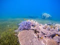 Coral reef landscape with sea grass. Young coral formation in shallow sea. Royalty Free Stock Photo