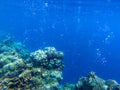 Coral reef landscape with tropical fish underwater photo. Oxygen bubbles in blue seawater. Marine animals in wild nature Royalty Free Stock Photo