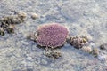 Coral reef in low tide Royalty Free Stock Photo
