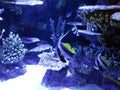 Coral reef marine life colorful tropical fish aquarium tank Royalty Free Stock Photo