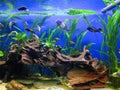 Coral reef marine life colorful tropical fish aquarium tank Royalty Free Stock Photo