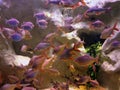 Coral reef marine life colorful tropical fish aquarium tank Royalty Free Stock Photo