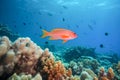 Coral reef and marine life in the Red Sea, Egypt. Generative AI Royalty Free Stock Photo