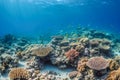 Coral reef and marine life in the Red Sea, Egypt. Generative AI Royalty Free Stock Photo