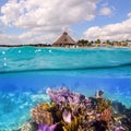 Coral reef in Mayan Riviera Cancun Mexico