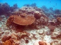 The mnemba reef
