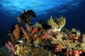 Coral Reef in Misool Royalty Free Stock Photo