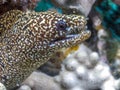 Coral reef morey eel