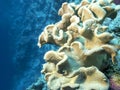 Coral reef with mushroom leather coral in tropical sea Royalty Free Stock Photo