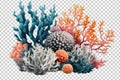 Corals Isolated on Transparent Background PNG Royalty Free Stock Photo