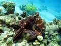 Coral reef with octopus at the bottom of tropical sea