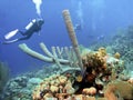 Coral Reef off Aruba w/ Large Tube Sponges