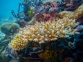 A coral reef with orange and purple corals, a blue and green sponge, and Bluegreen Chromis Fish in the Indian Ocean Royalty Free Stock Photo