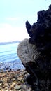 coral reef on papa beach, Bima. West Nusa Tenggara. Besides having white sand, this beach also has exotic views.