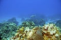 Coral reef and parrotfish