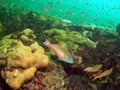 Coral Reef and Parrotfish Royalty Free Stock Photo