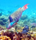 Coral reef with a Parrotfish feeding