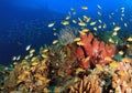 Coral Reef Pescador Island Royalty Free Stock Photo