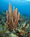 Coral reef pillar coral Royalty Free Stock Photo