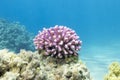 Coral reef with pink finger coral in tropical sea, underwater Royalty Free Stock Photo