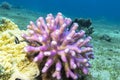 Coral reef with pink finger coral in tropical sea, underwater