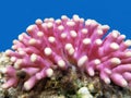 Coral reef with pink finger coral, underwater